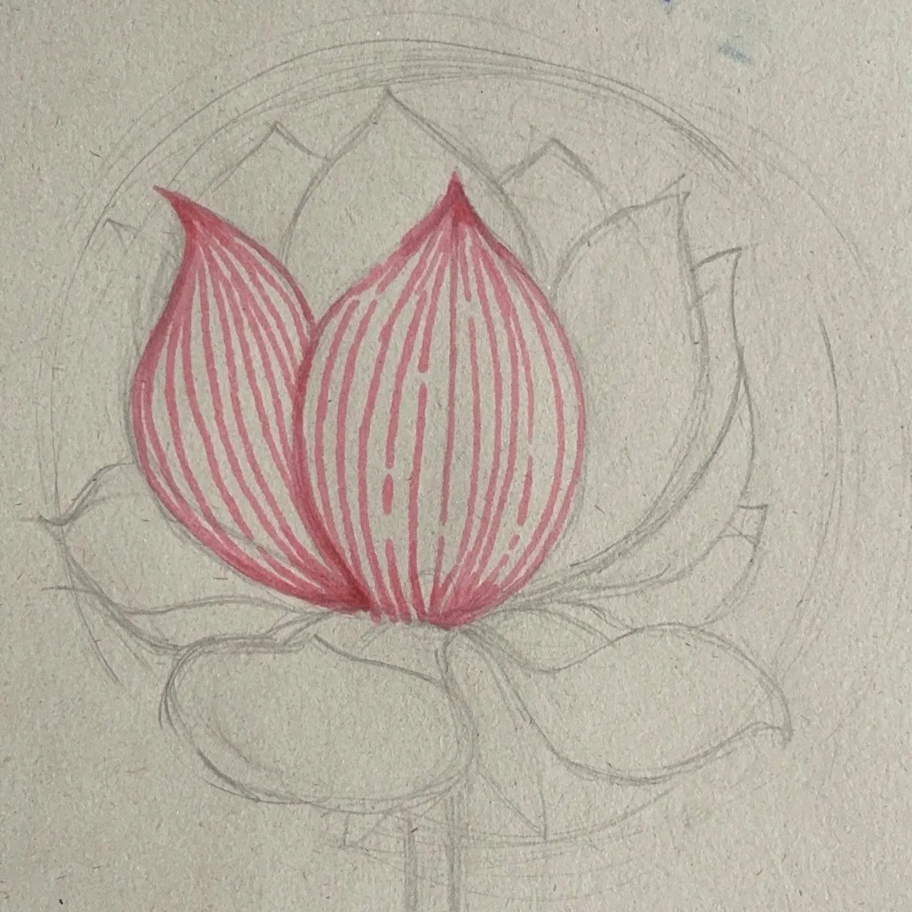 dessiner la texture d’une fleur de lotus