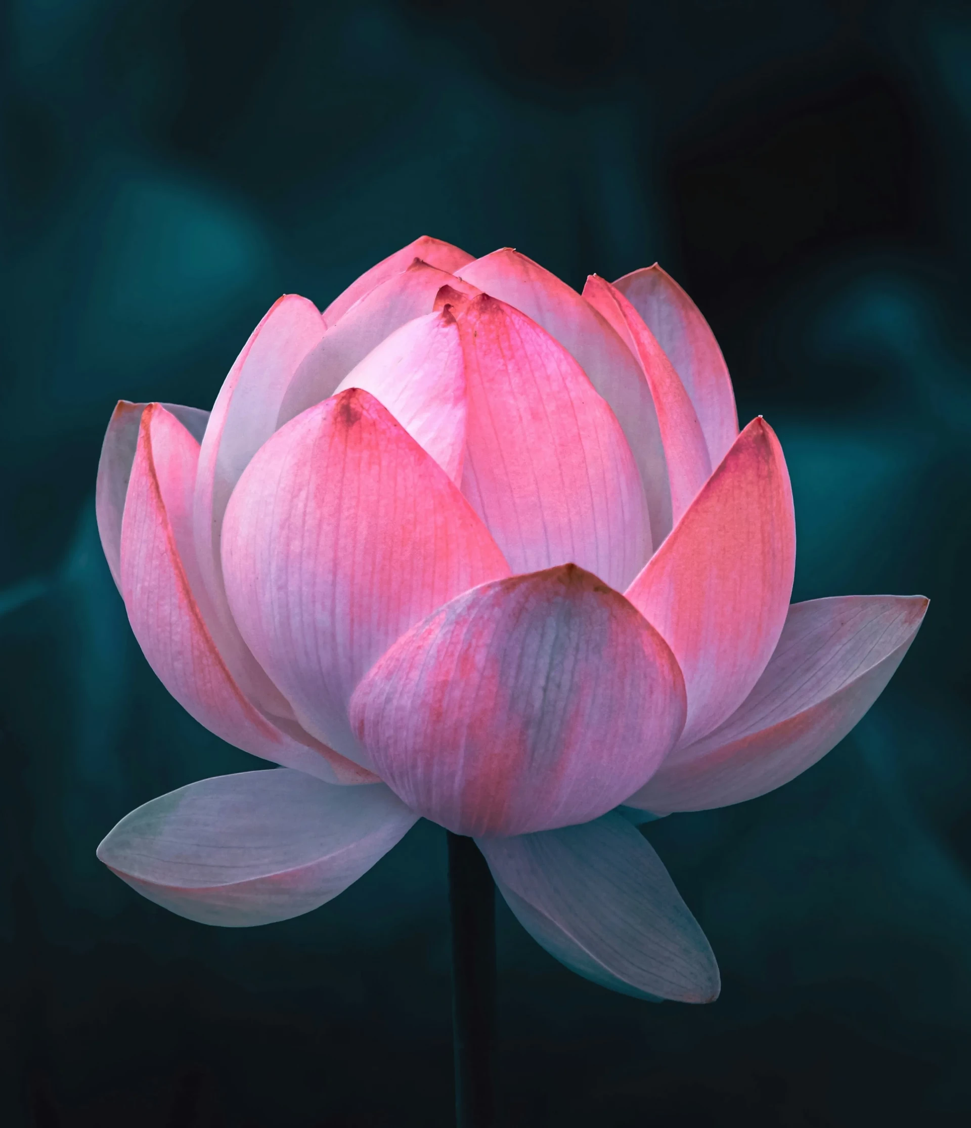 image d’une fleur de lotus