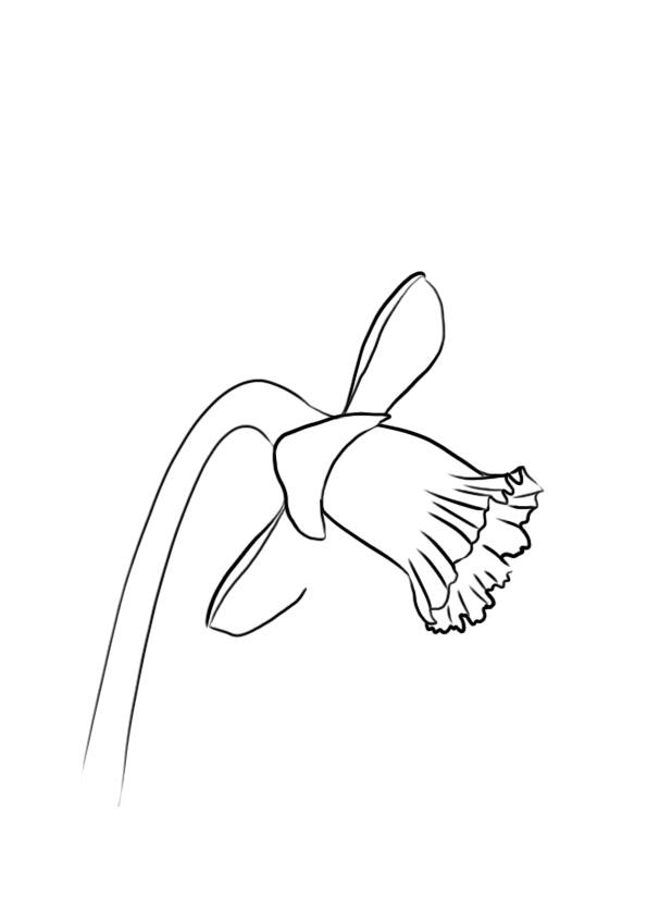 dessiner une fleur : la jonquille étape 7