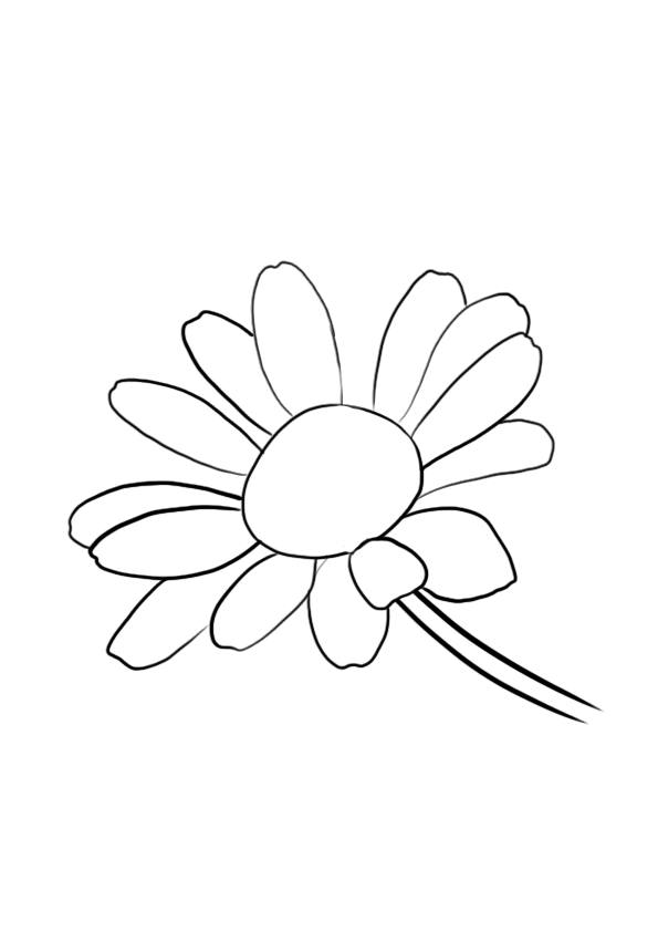 dessiner une fleur : la marguerite étape 4