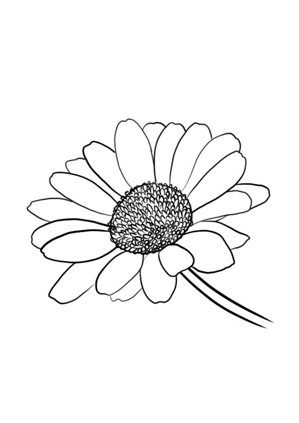 dessiner une fleur : la marguerite étape 6
