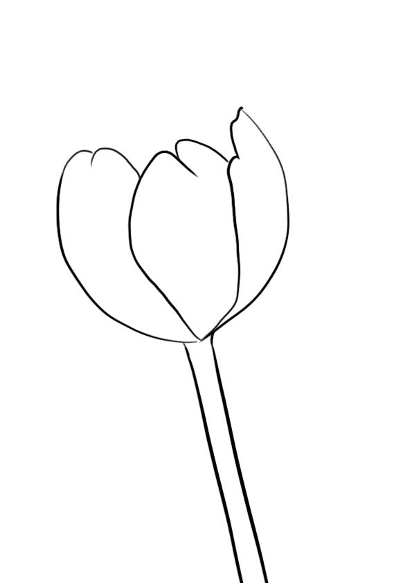 dessiner une fleur : la tulipe étape 3