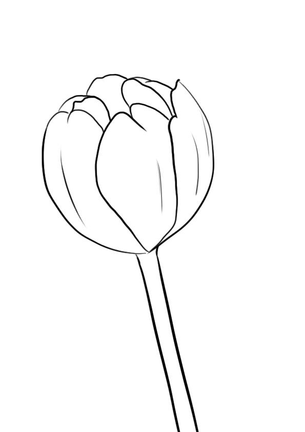 dessiner une tulipe