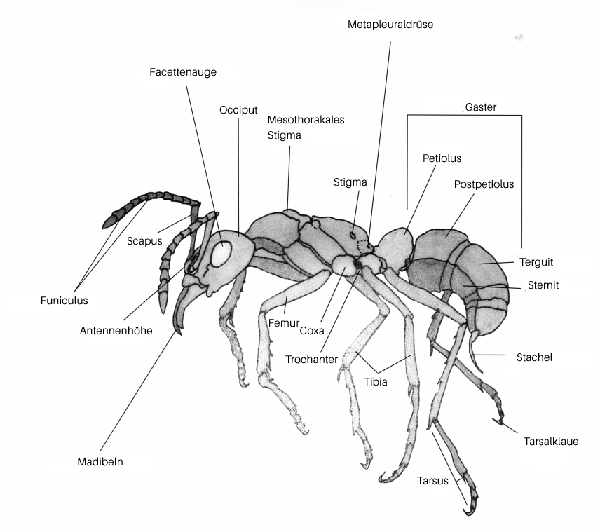 Bild der Struktur einer Ameise
