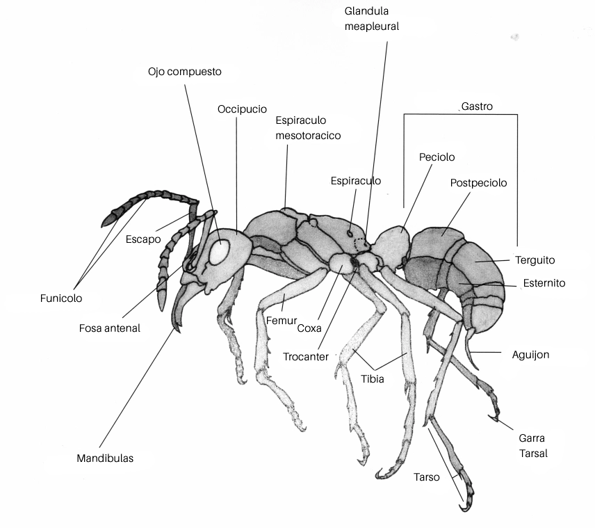 imagen de la estructura de una hormiga