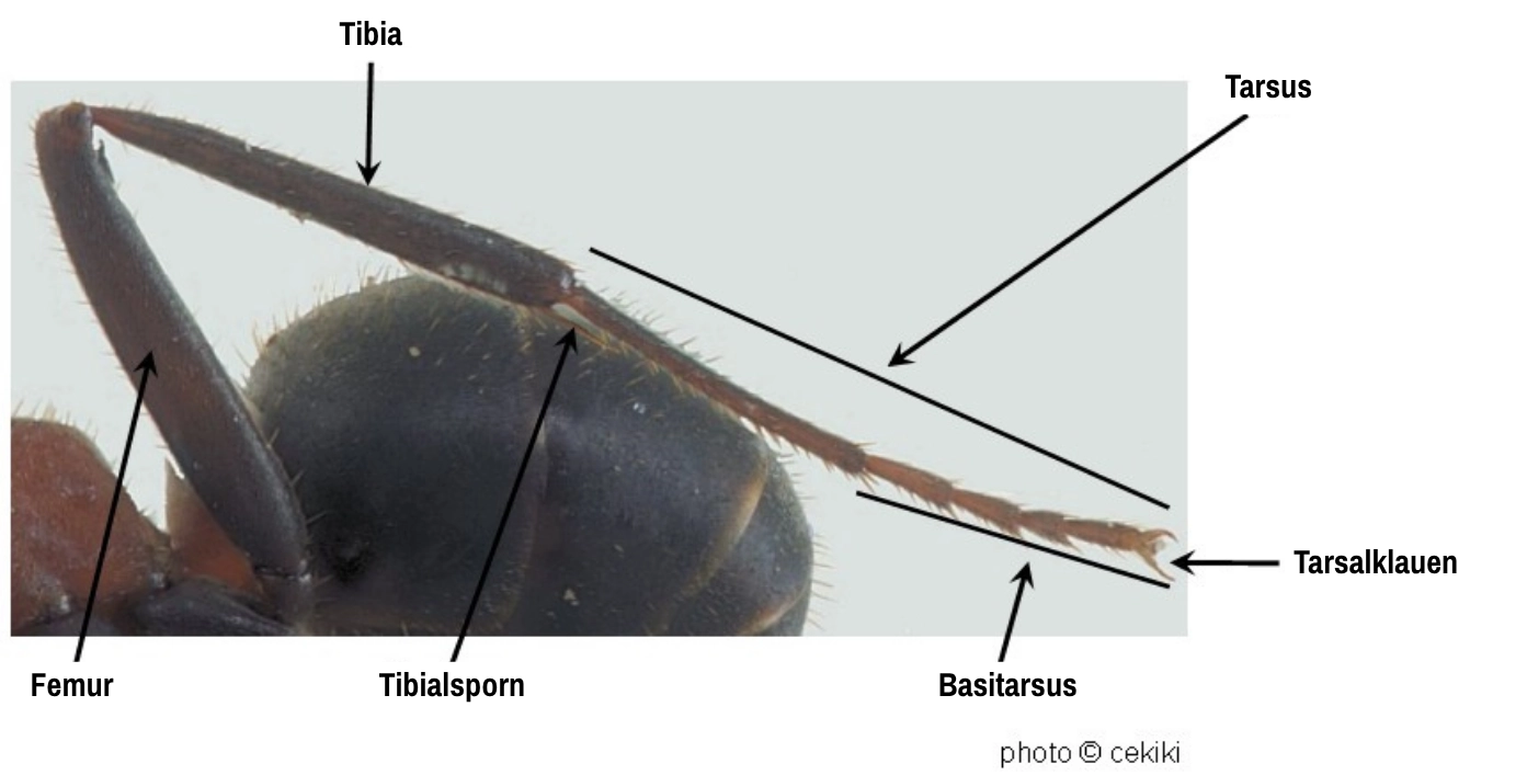Foto der Beine einer Ameise
