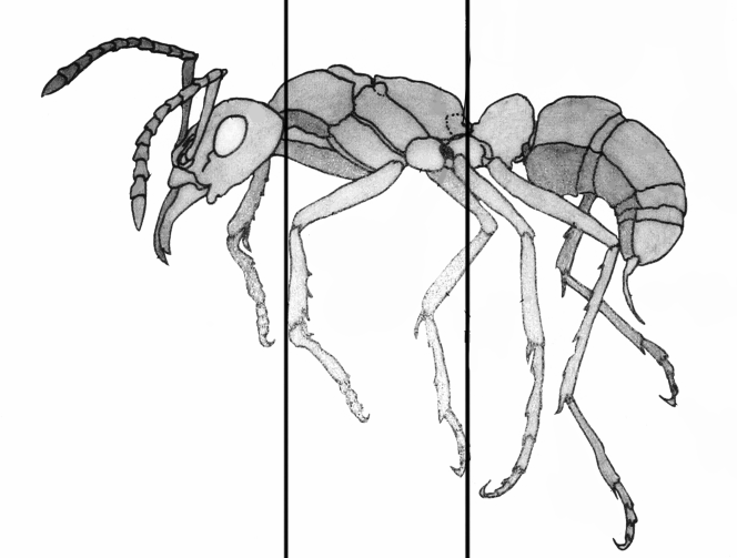 image des parties d’une fourmi