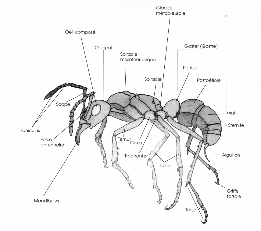 image de la structure d’une fourmi