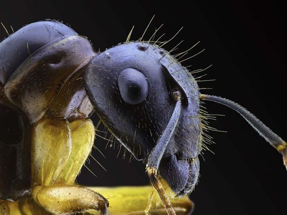 photo des mandibules d’une fourmi