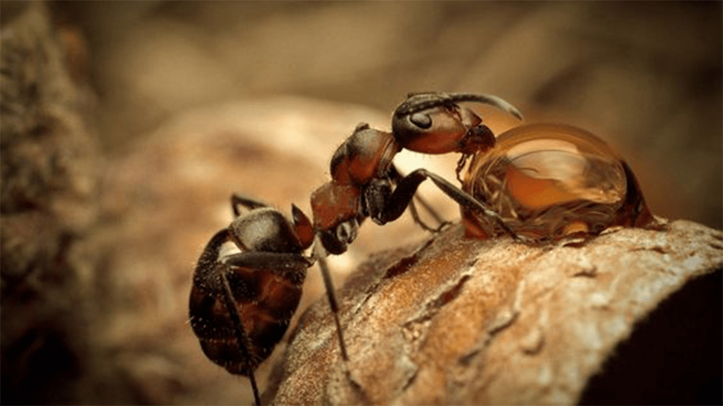 photo de référence d’une fourmi