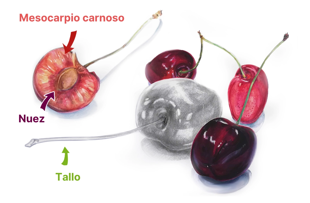 ejemplos de dibujos de cerezas