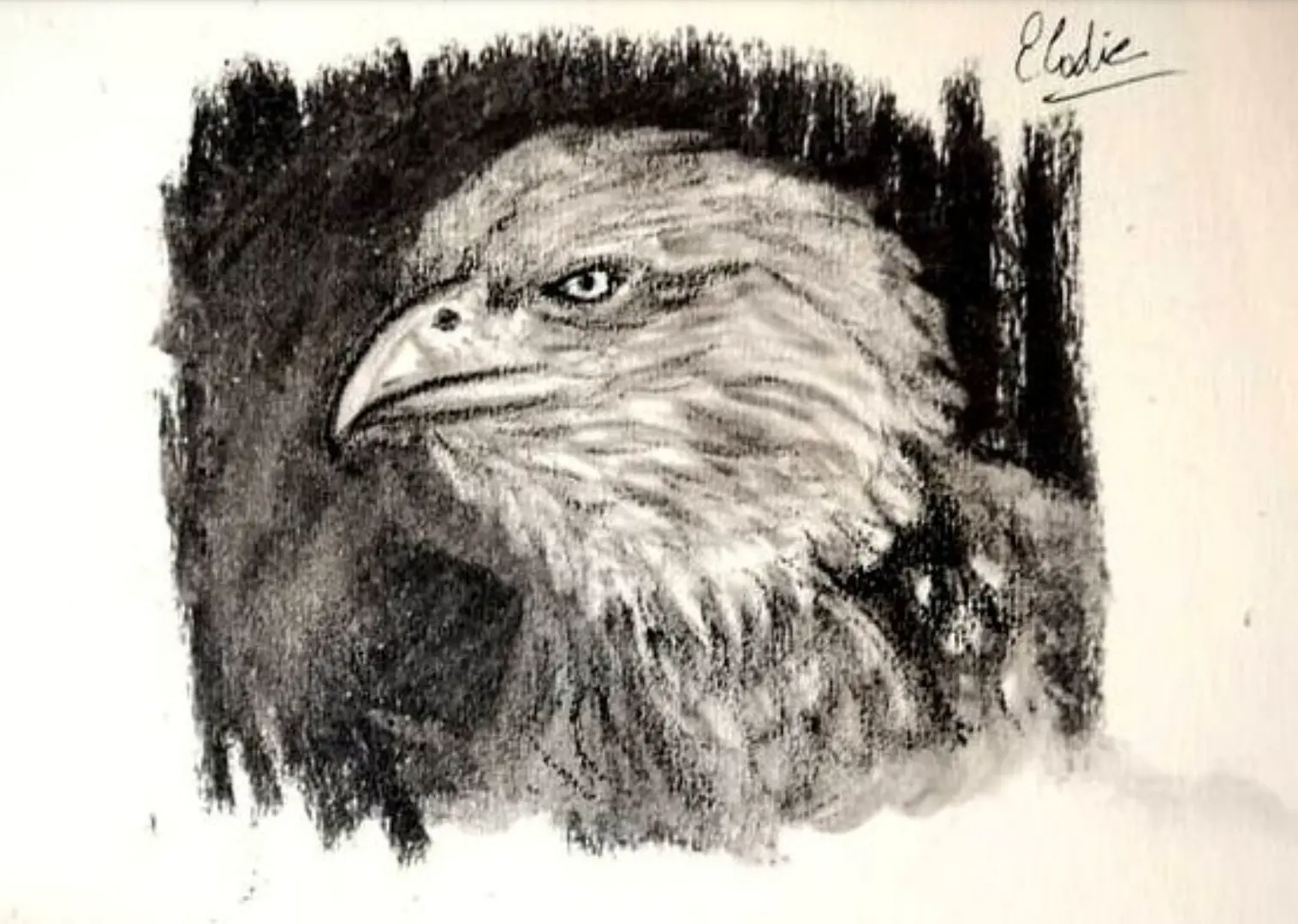 exemple d’un dessin d’aigle au fusain