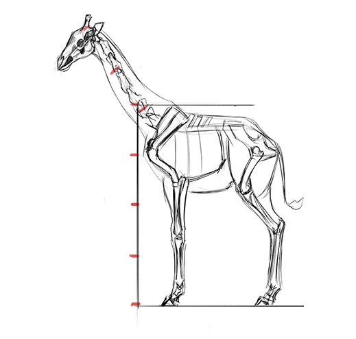 Dessin de l'anatomie et des proportions de la girafe