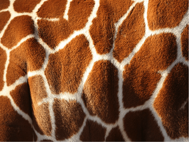 Photo de la fourrure d'une girafe