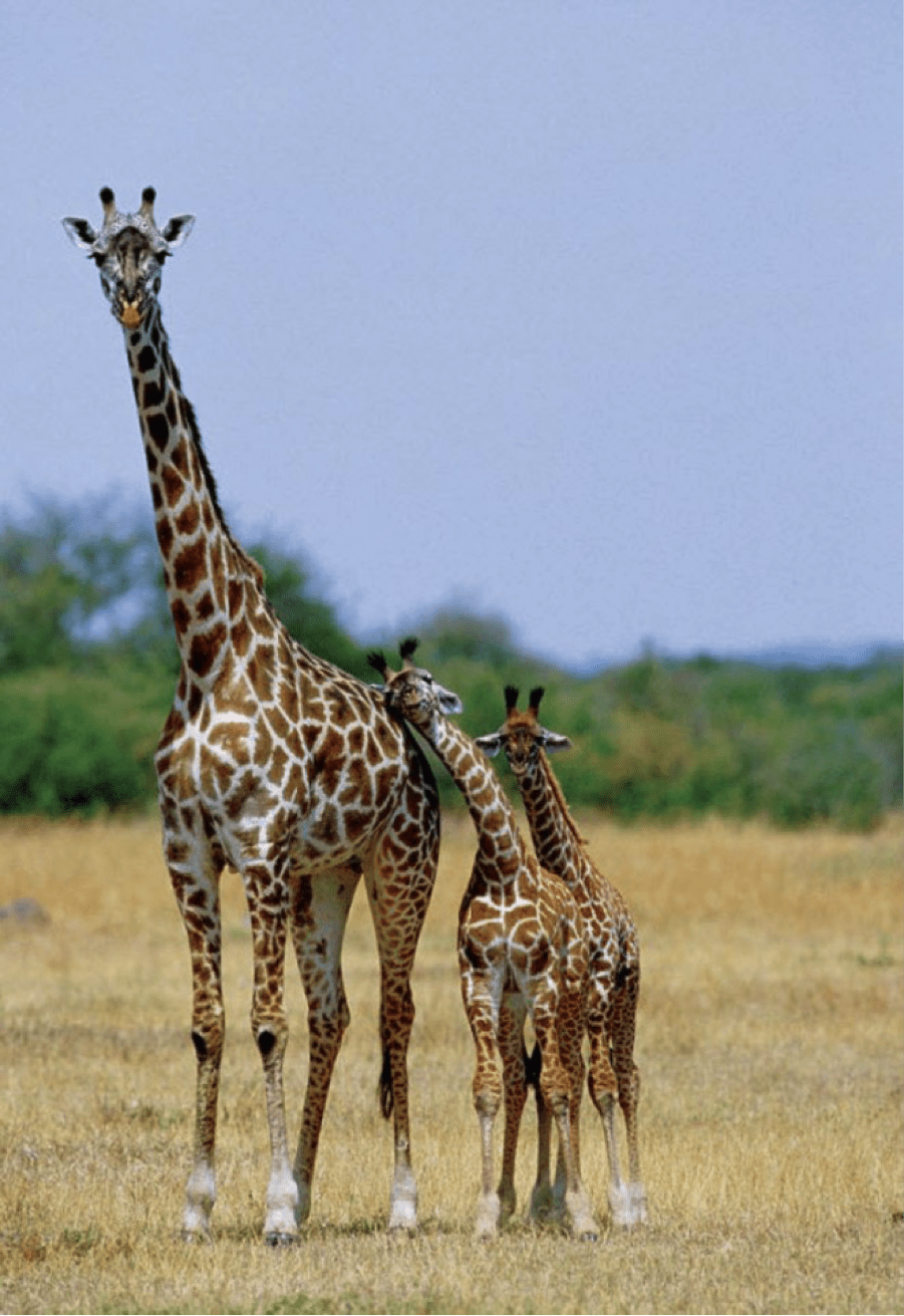 Modèle pour le dessin de la girafe
