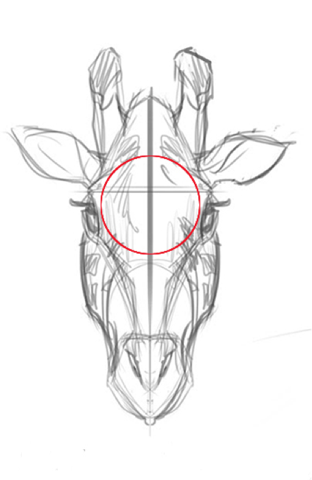 Schéma de la tête d'une girafe