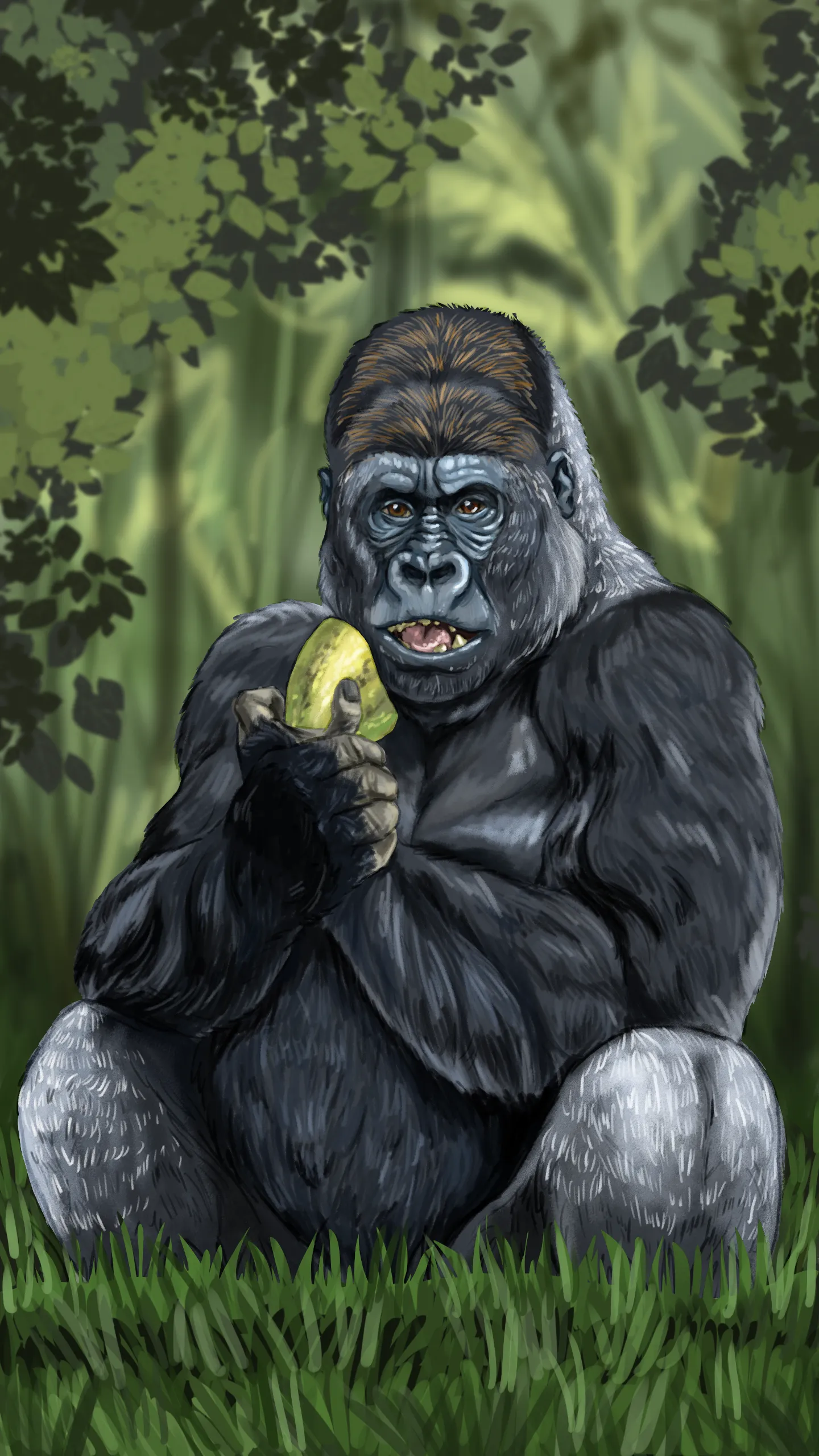 dessin de gorille