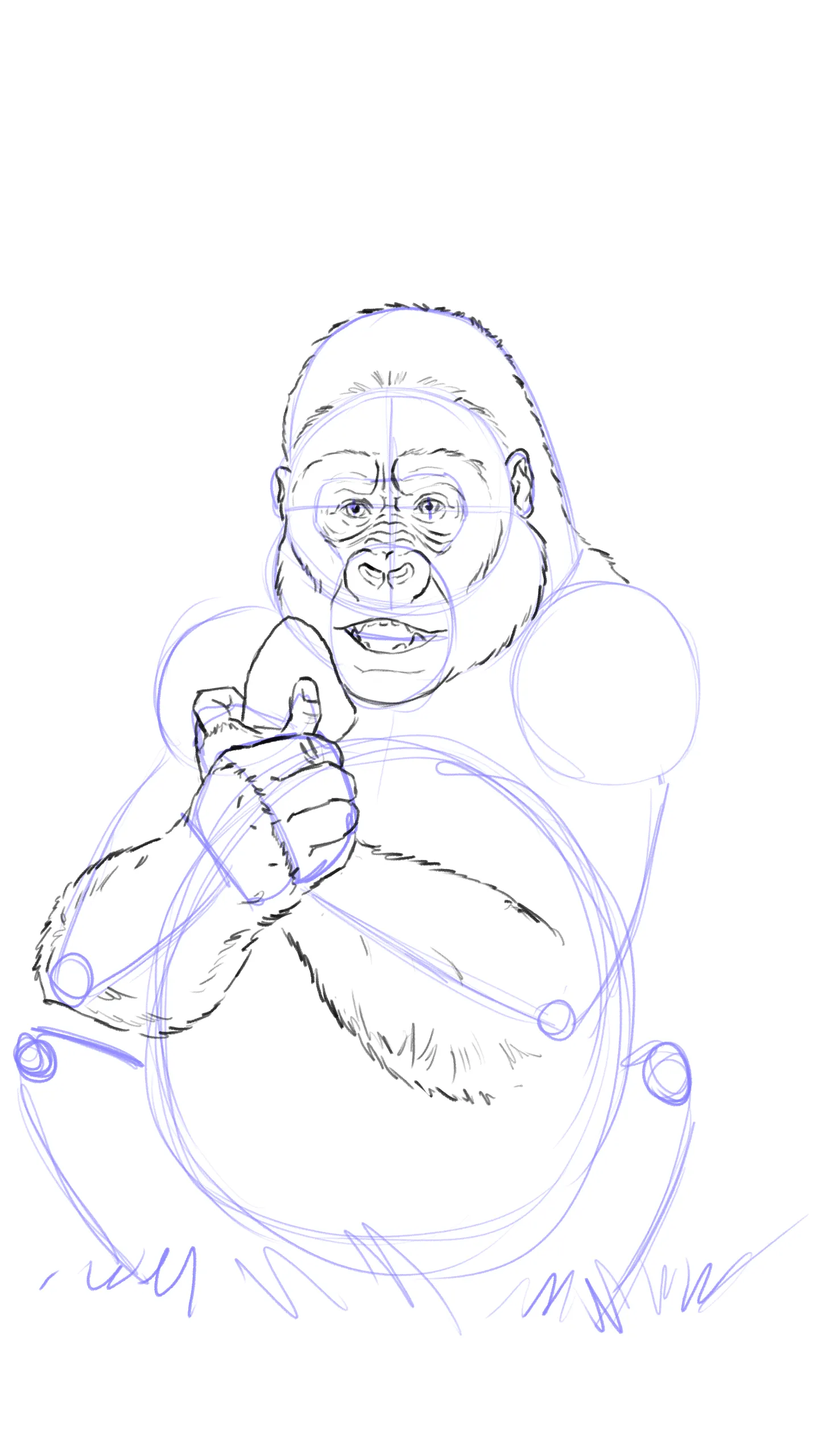 dessiner les muscles d'un gorille
