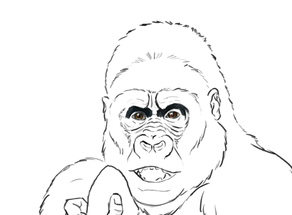 dessiner les orbites d'un gorille