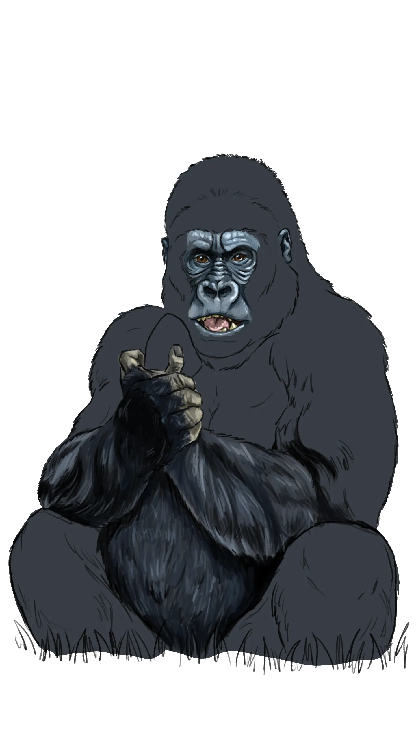 dessiner le ventre d’un gorille