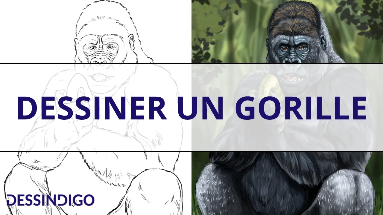 Dessiner un gorille