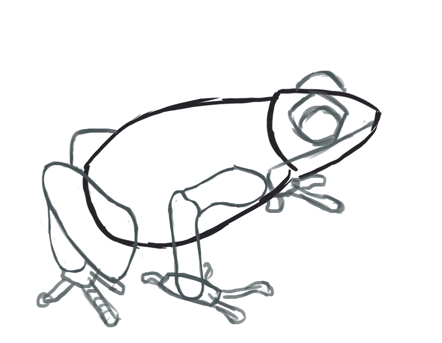 dessin de l’oeil de la grenouille 5