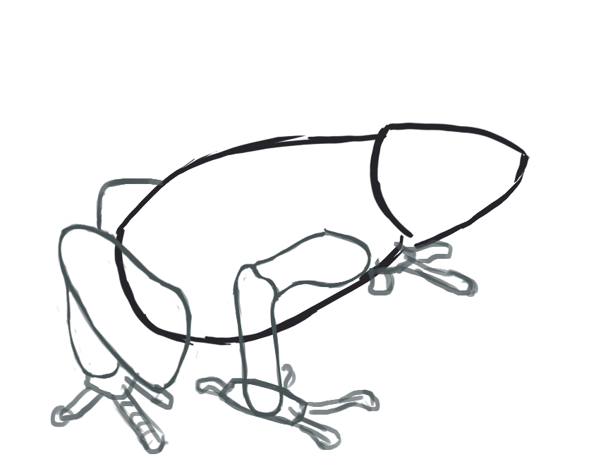 dessin des pattes de la grenouille 2