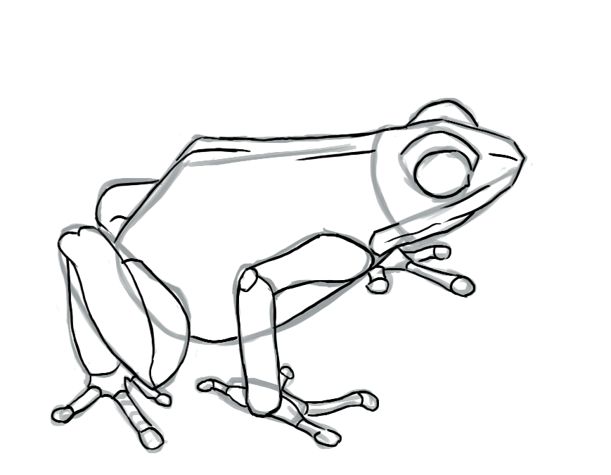 détails finaux du dessin de grenouille