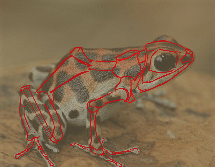 schéma du squelette de la grenouille