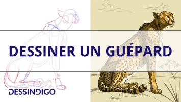 Dessiner un guépard
