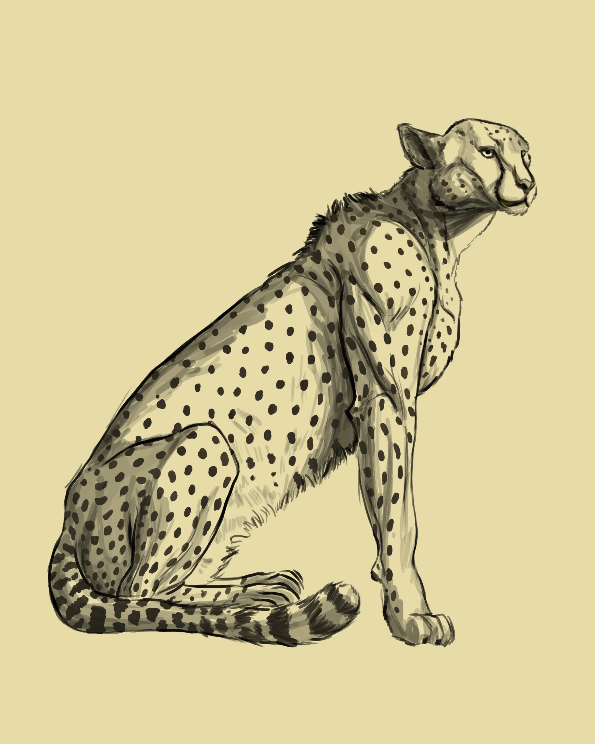 dessiner la couleur d’un guépard