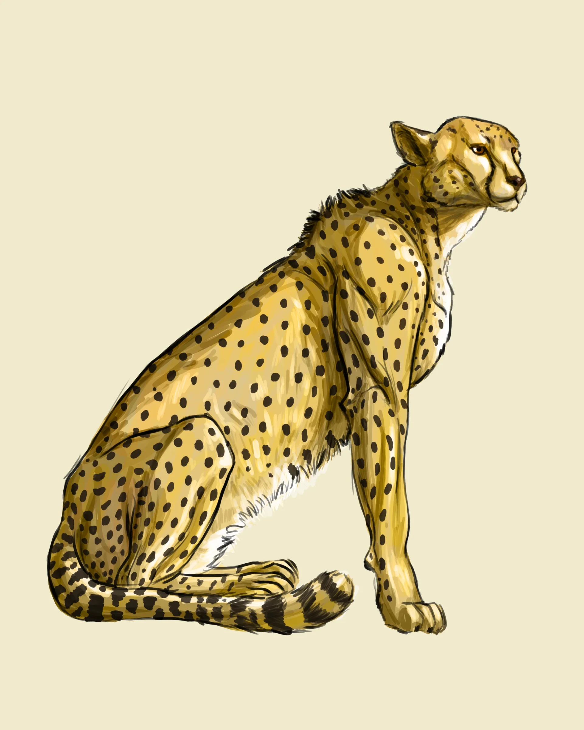 dessiner les détails d’un guépard