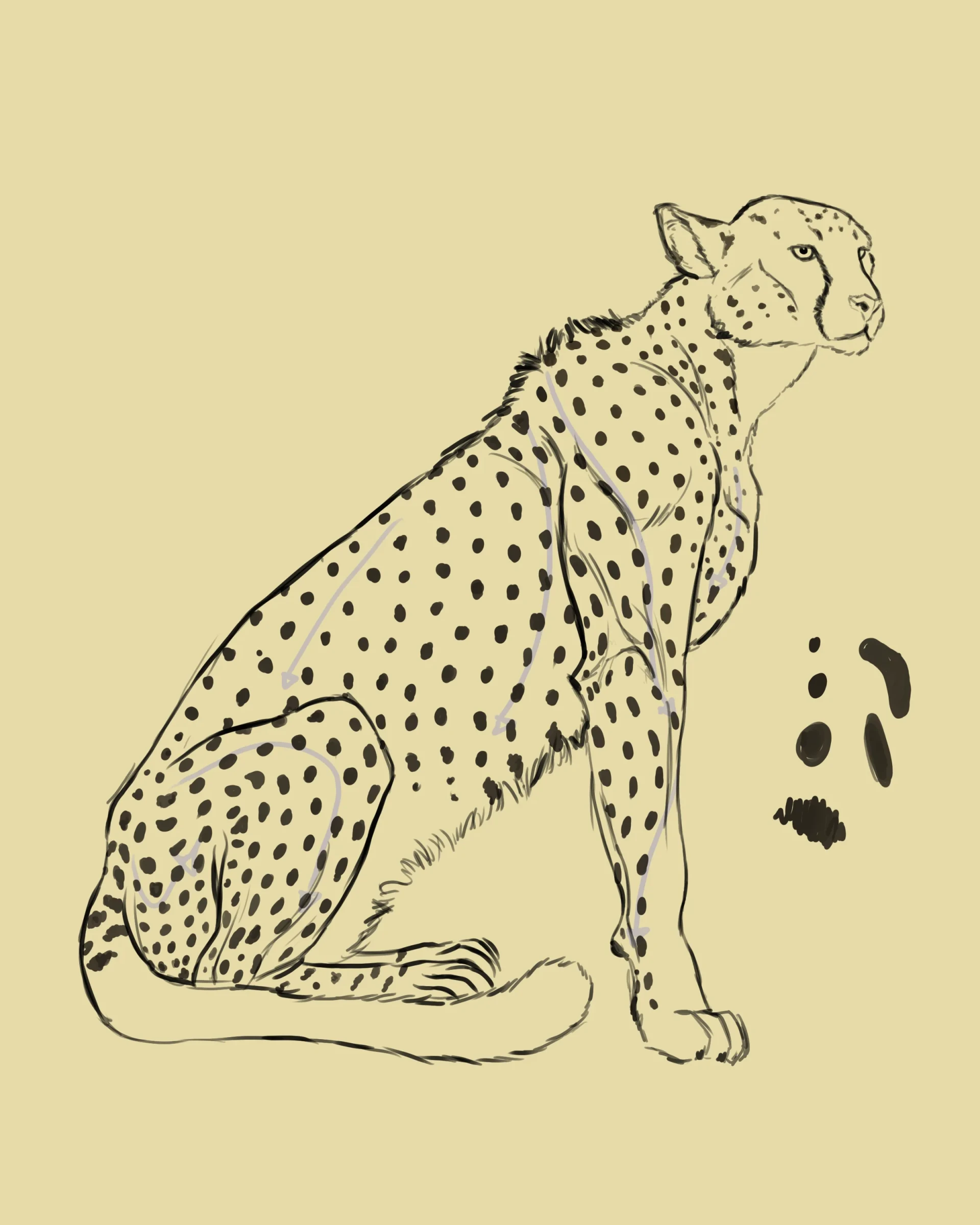 dessiner les détails des taches d’un guépard