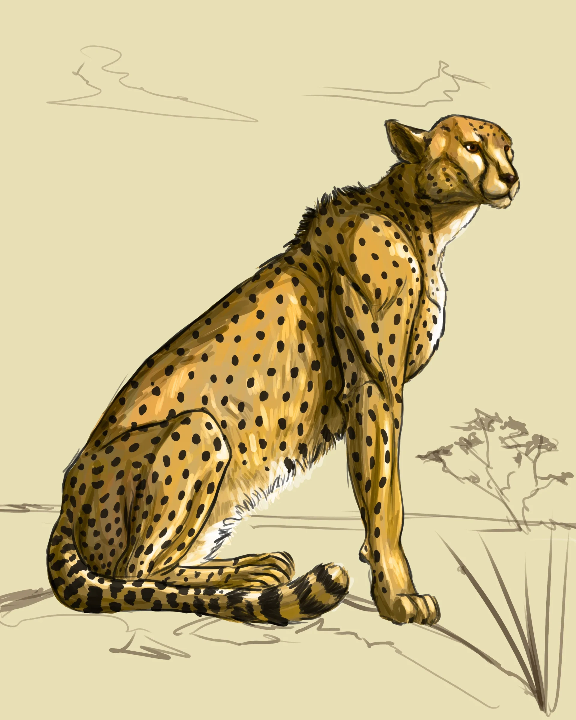 dessin de guépard