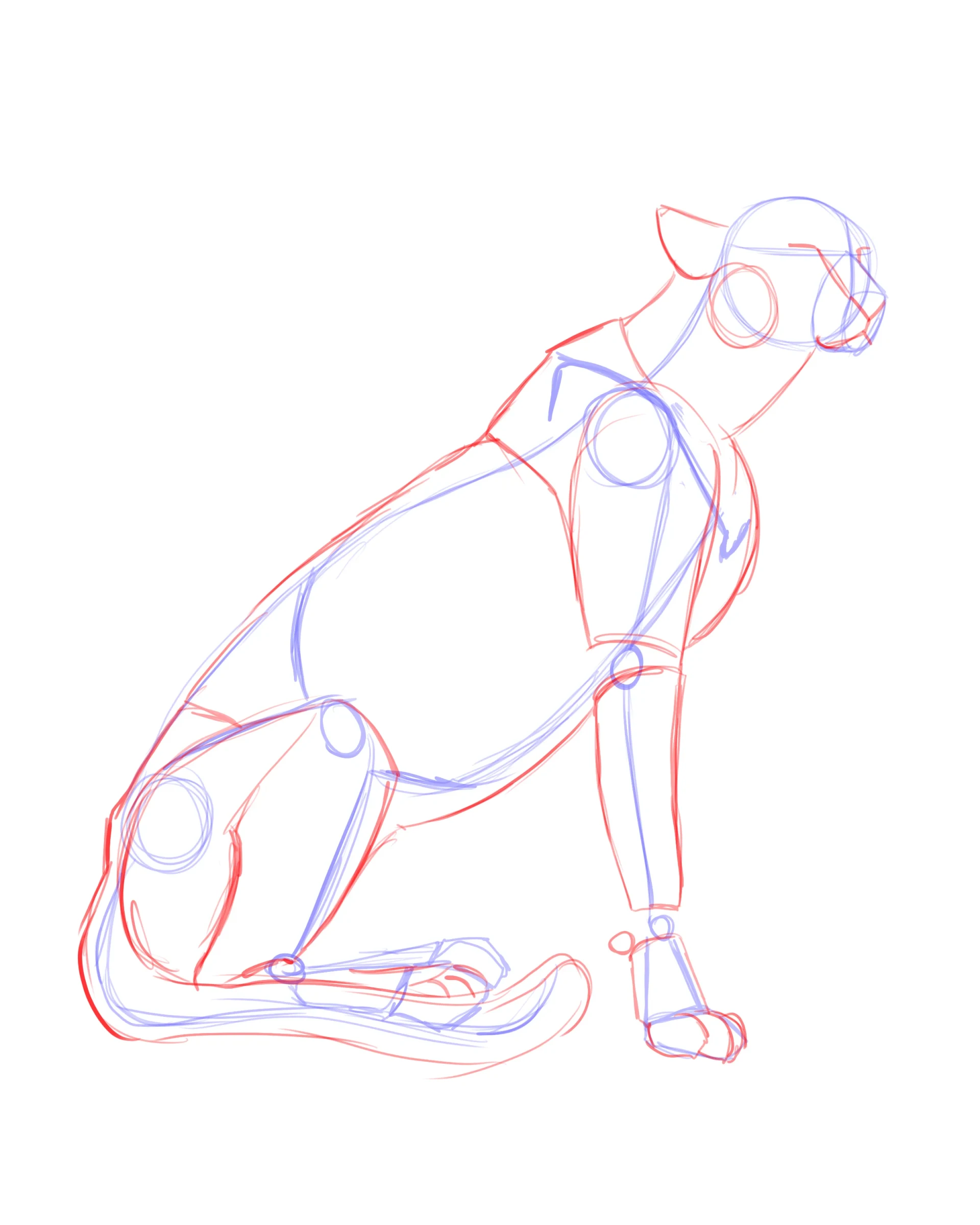 dessiner les muscles d’un guépard