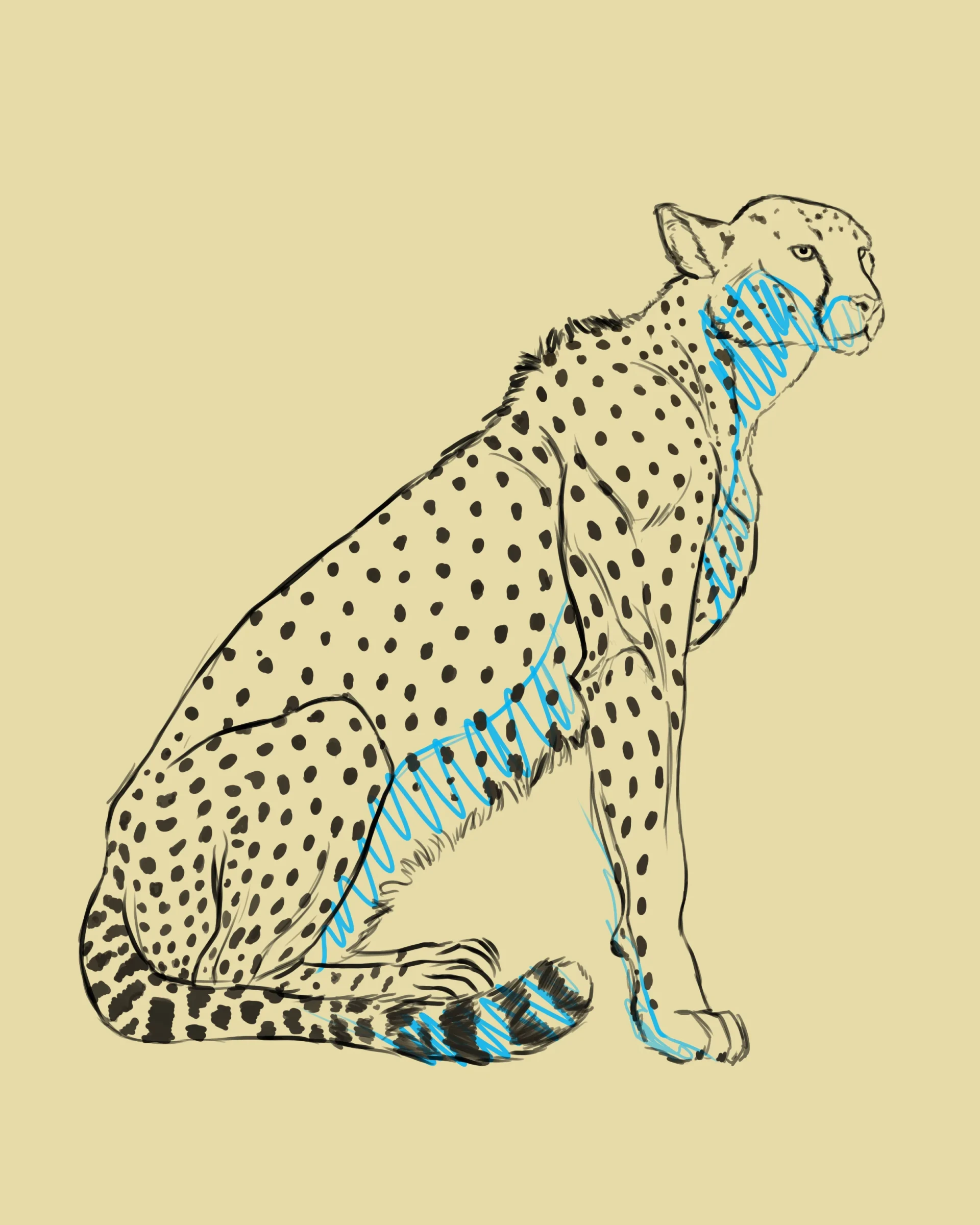 dessiner le museau d’un guépard