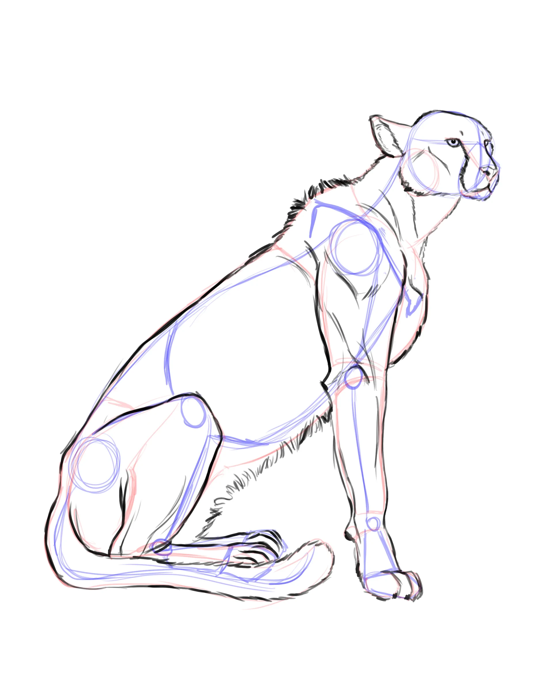 dessiner les pattes d’un guépard