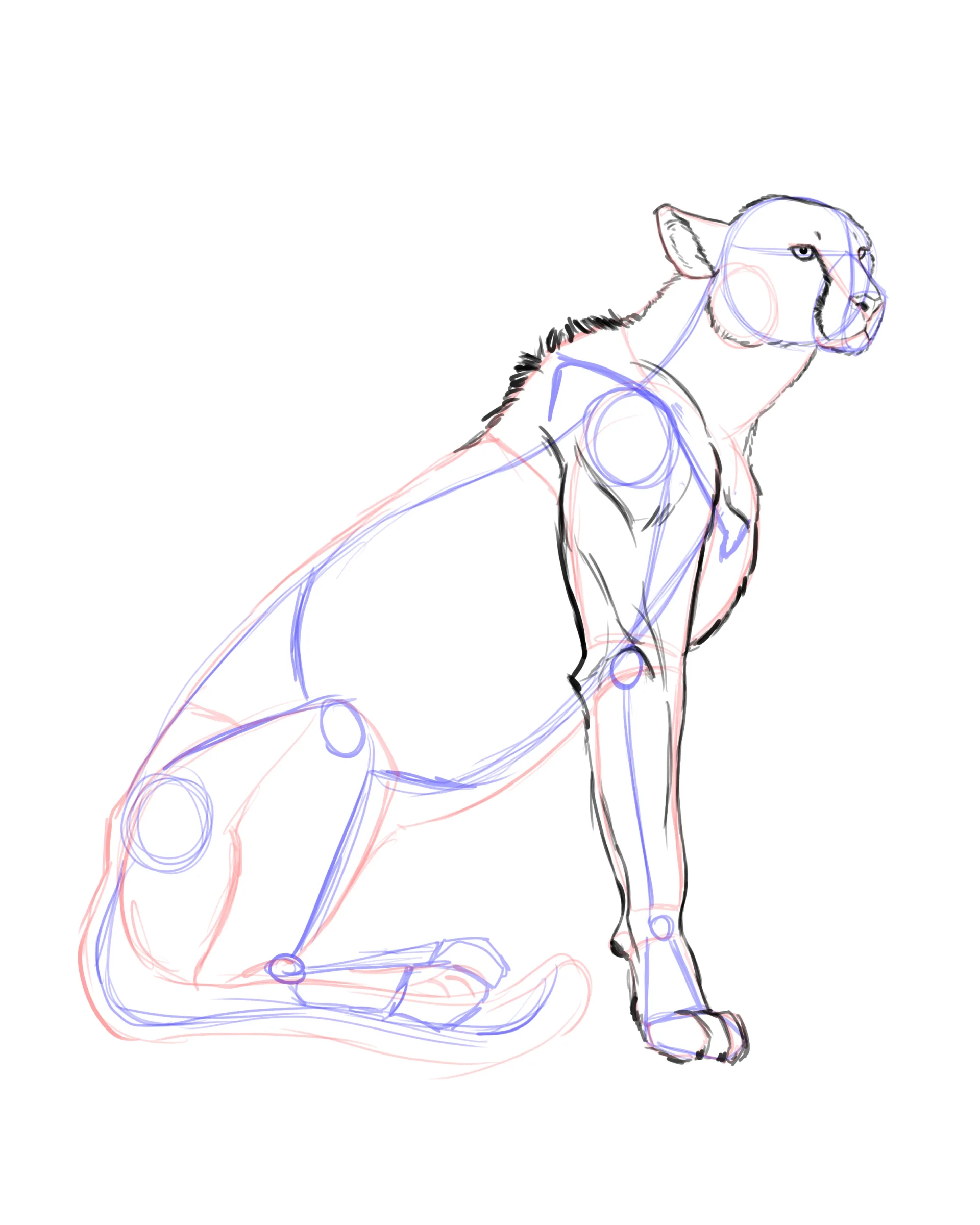 dessiner le poitrail d’un guépard