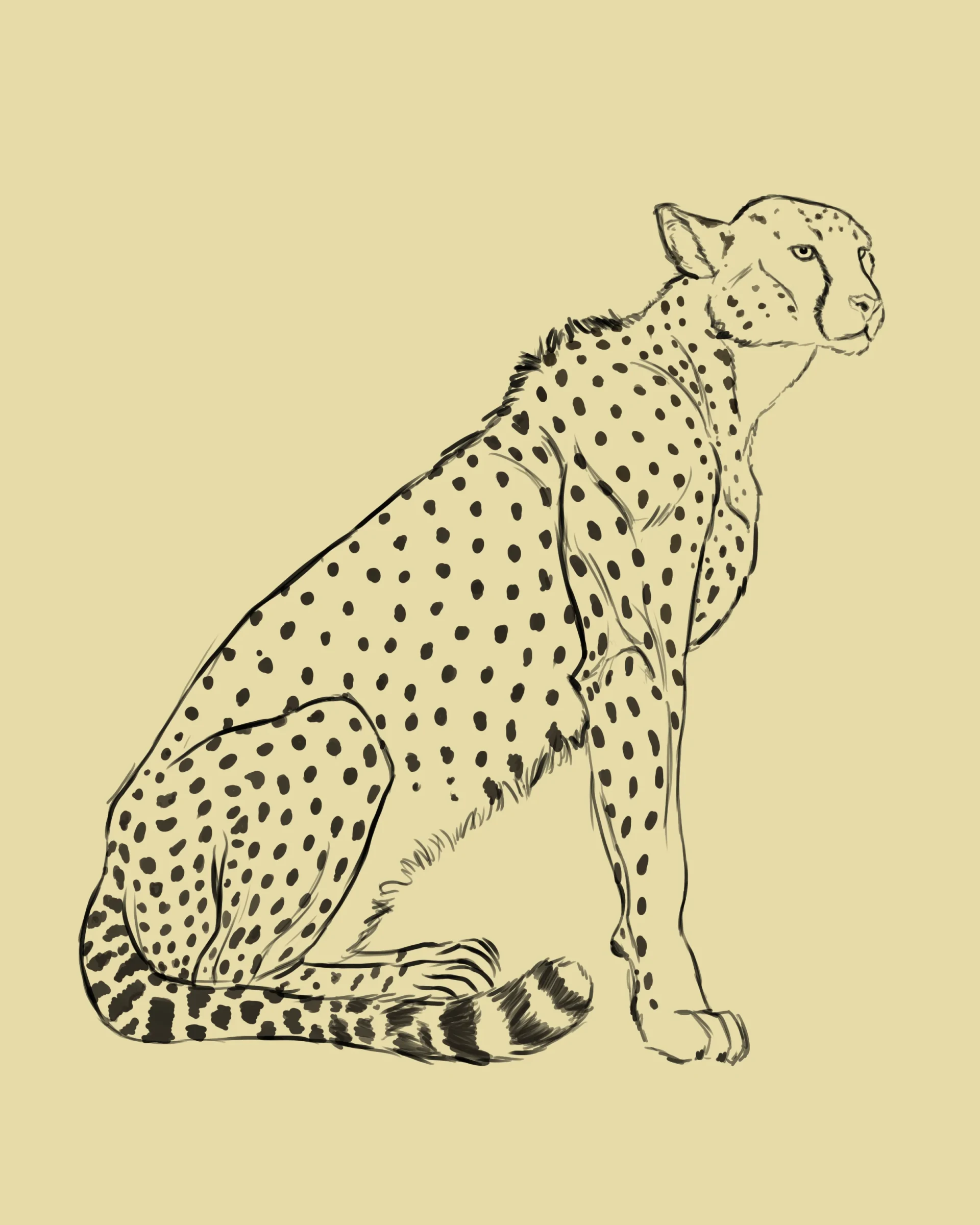 dessiner la queue d’un guépard