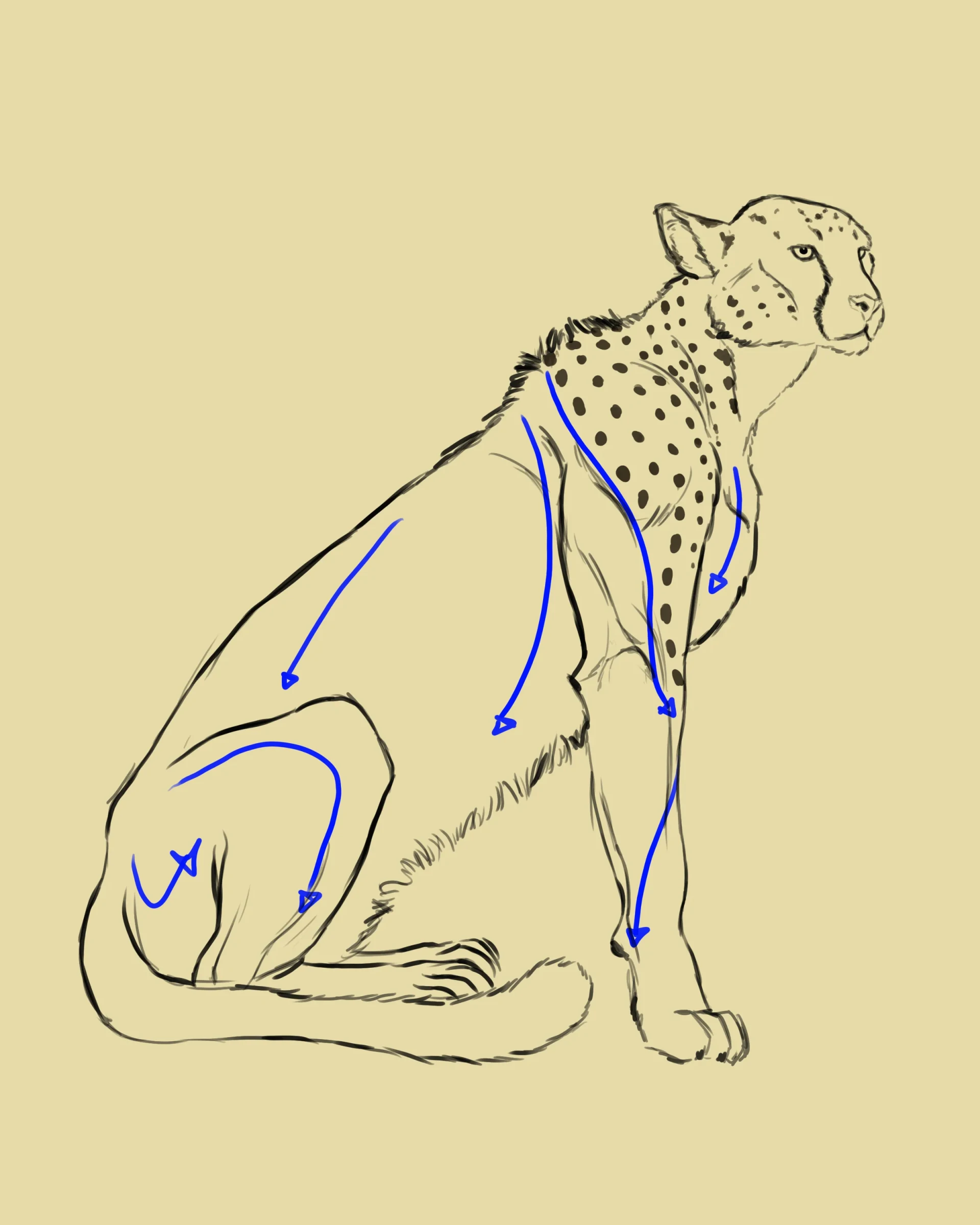 dessiner les taches d’un guépard