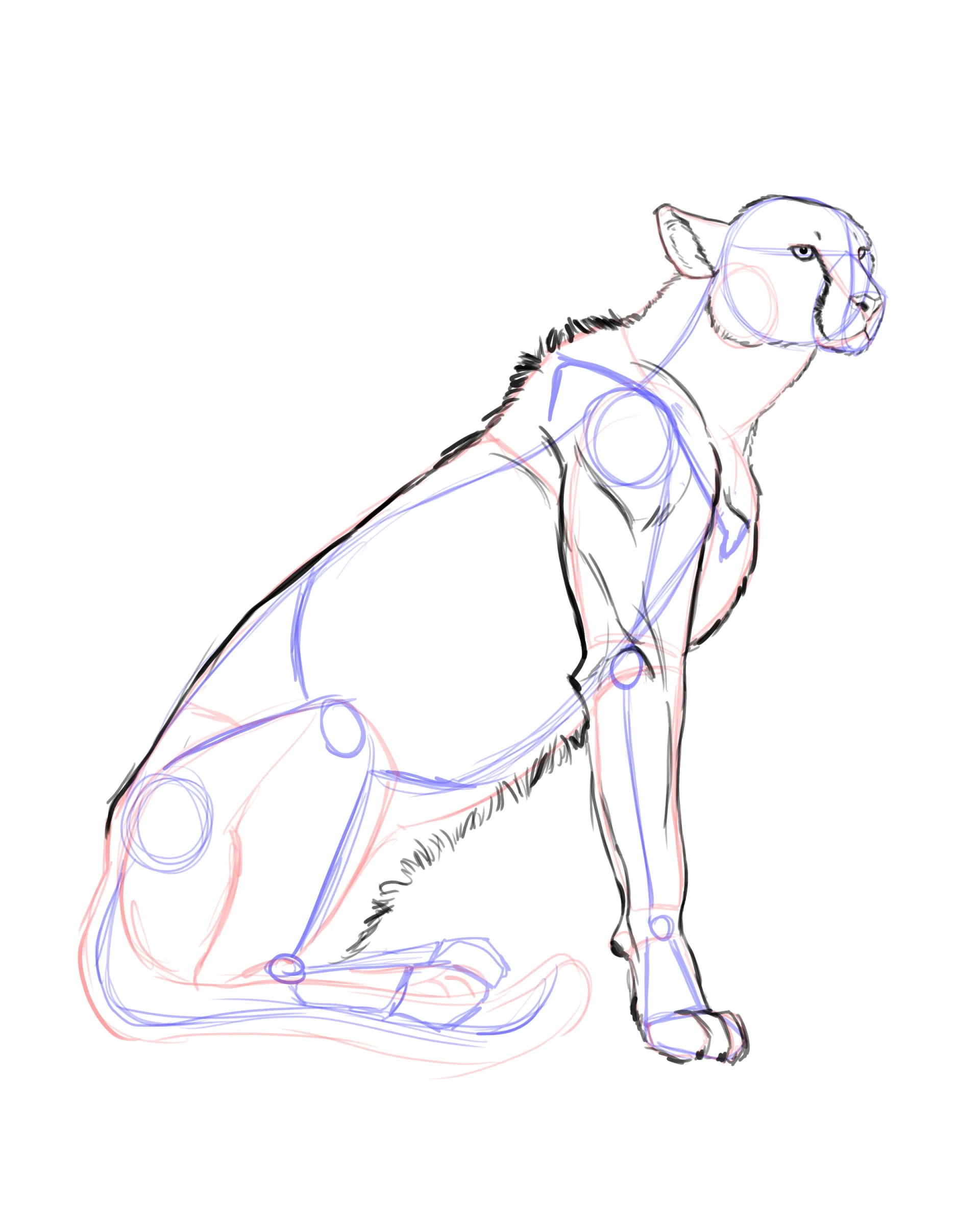dessiner le ventre d’un guépard