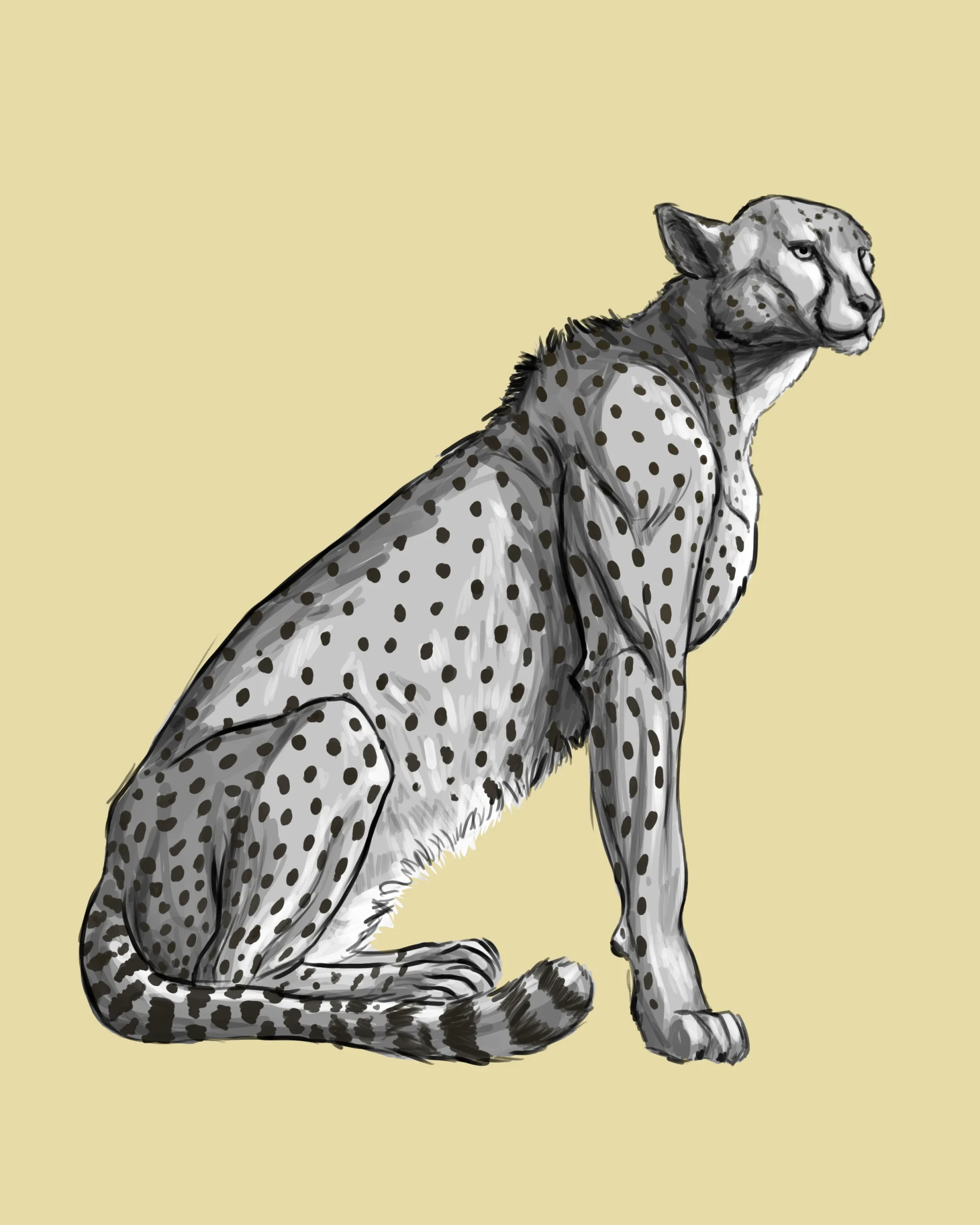 ajouter les volumes au dessin de guépard