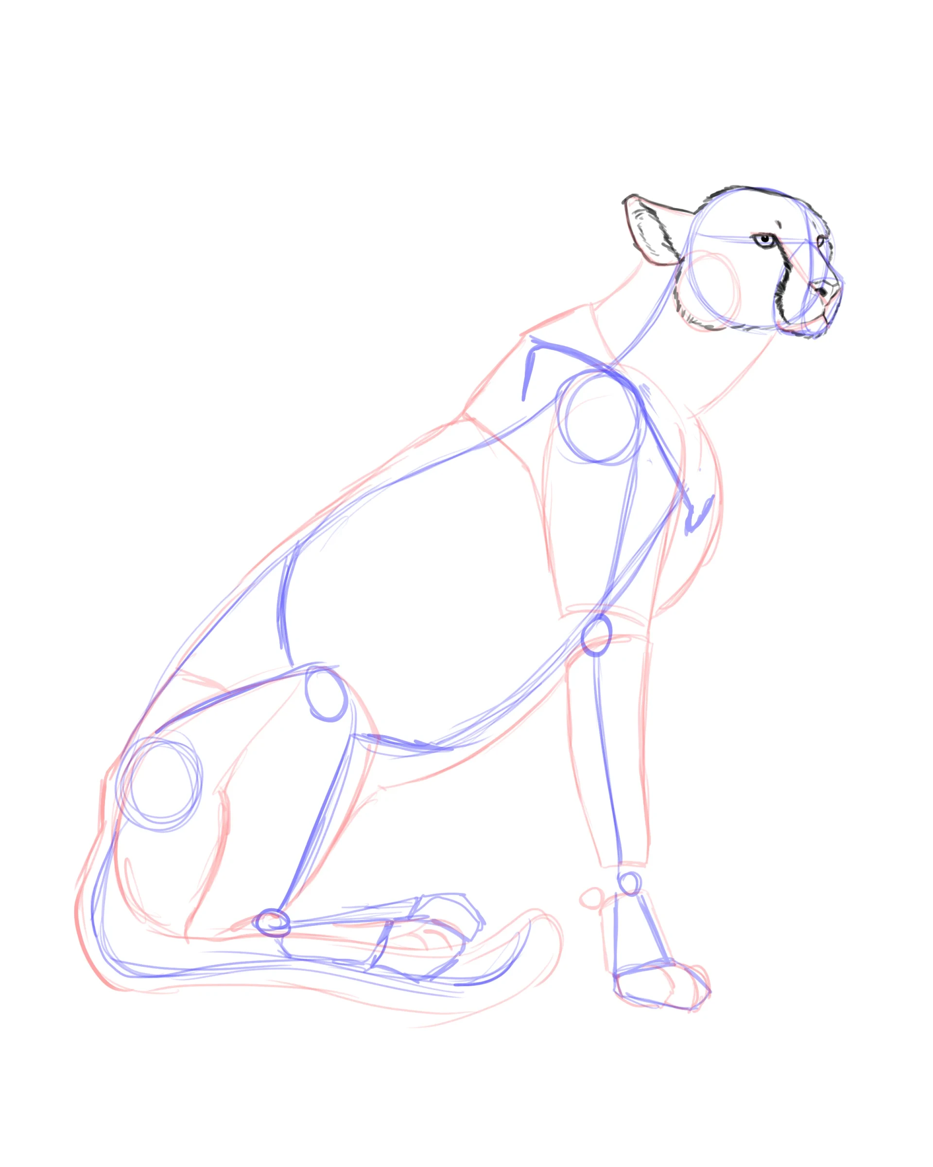 dessiner les yeux d’un guépard