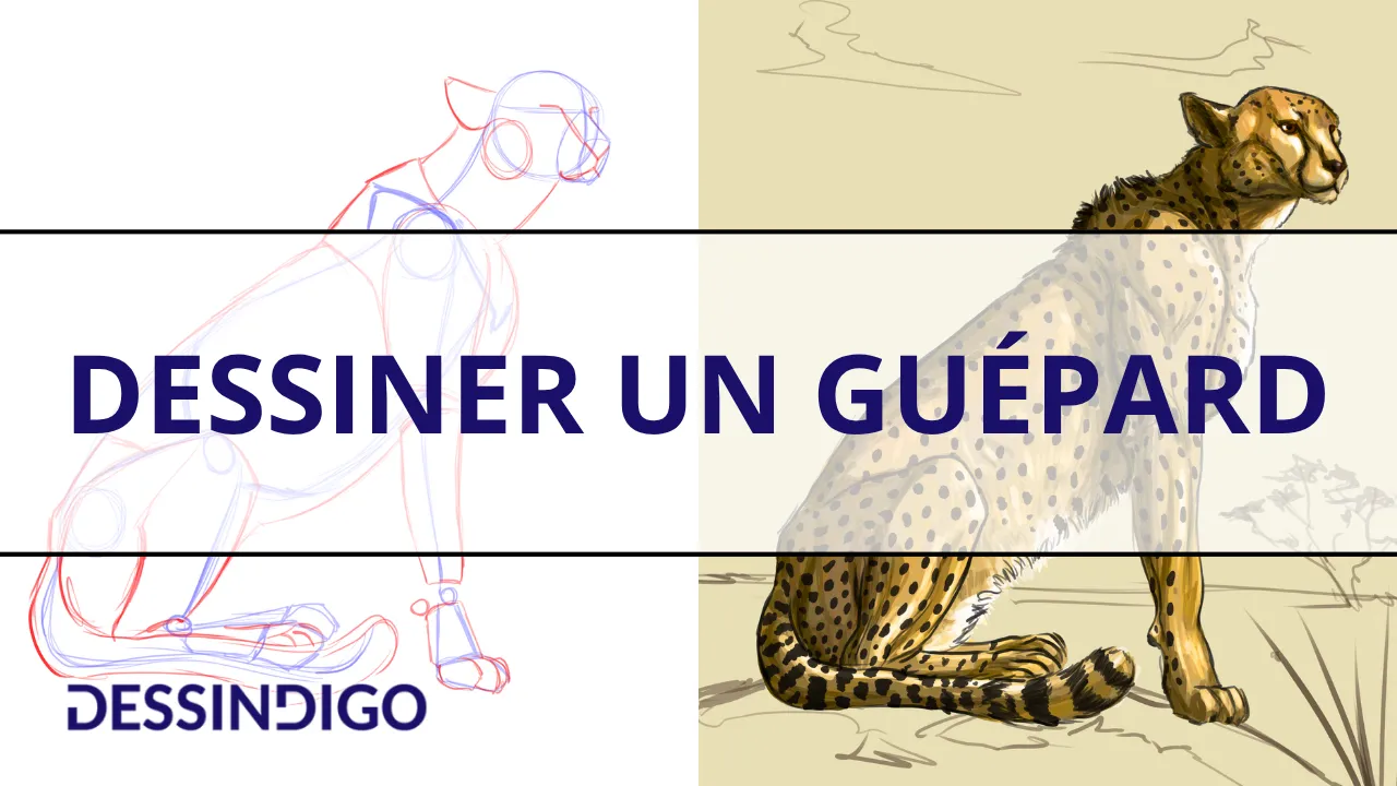 Dessiner un guépard