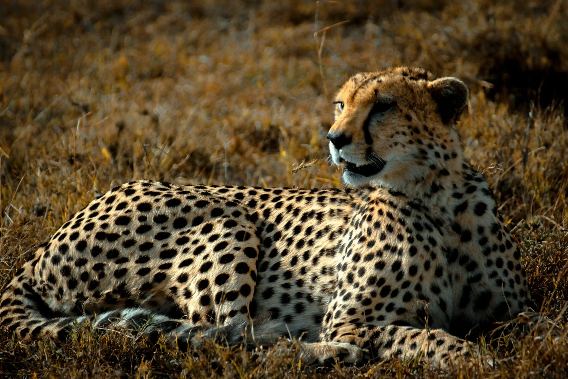 photo d’un guépard