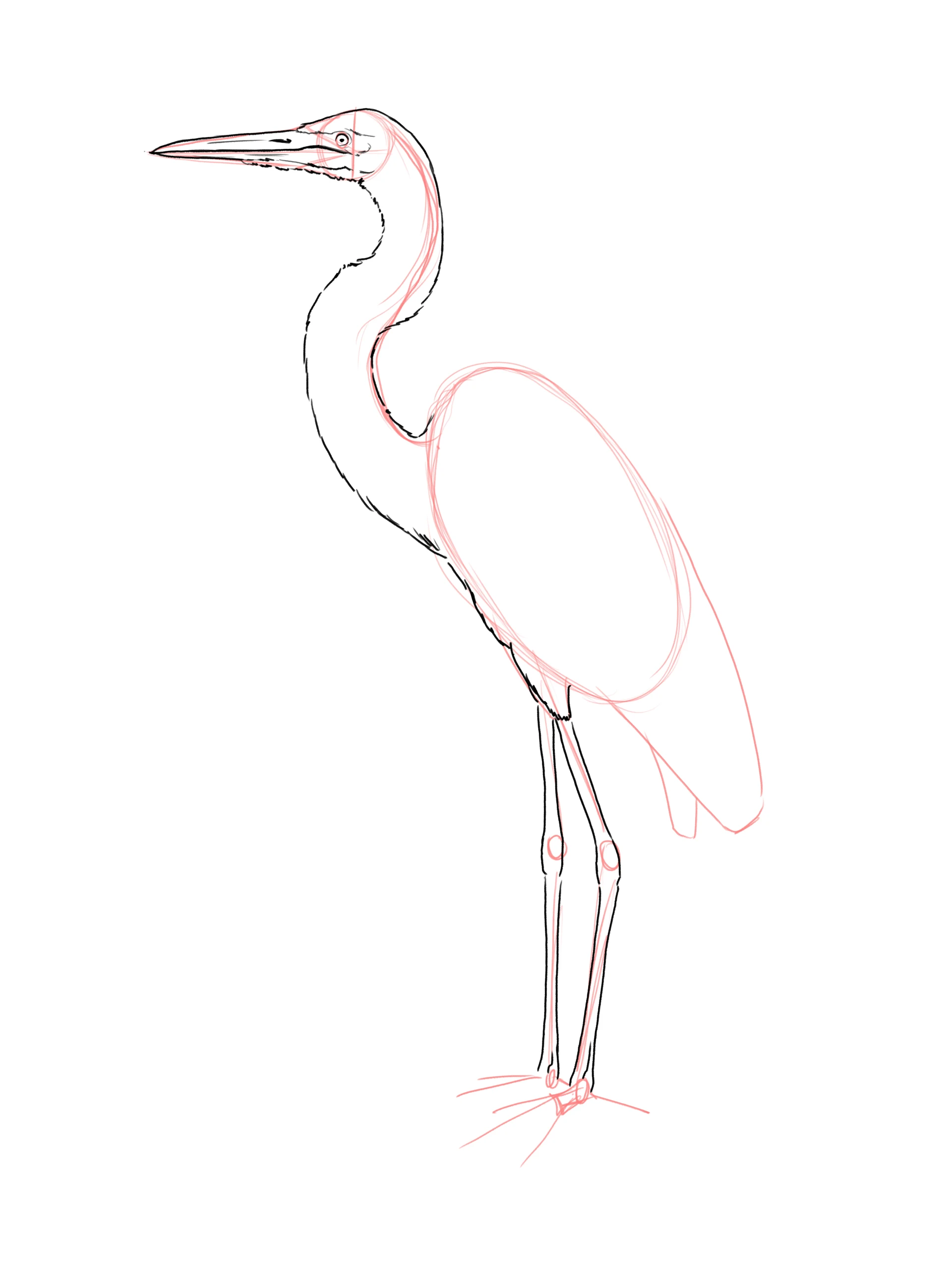 dessiner le cou d’un héron
