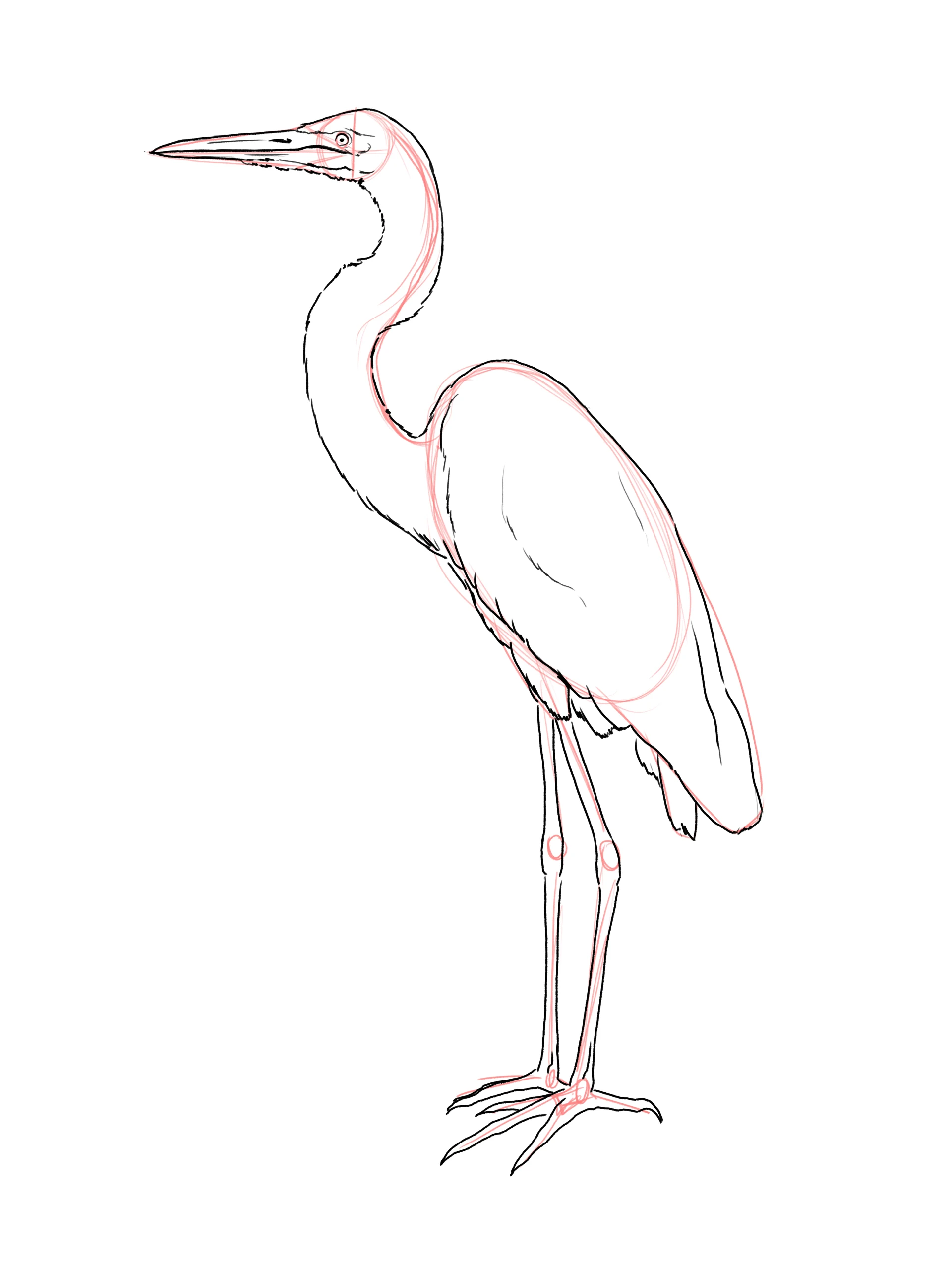 dessiner les pattes d’un héron