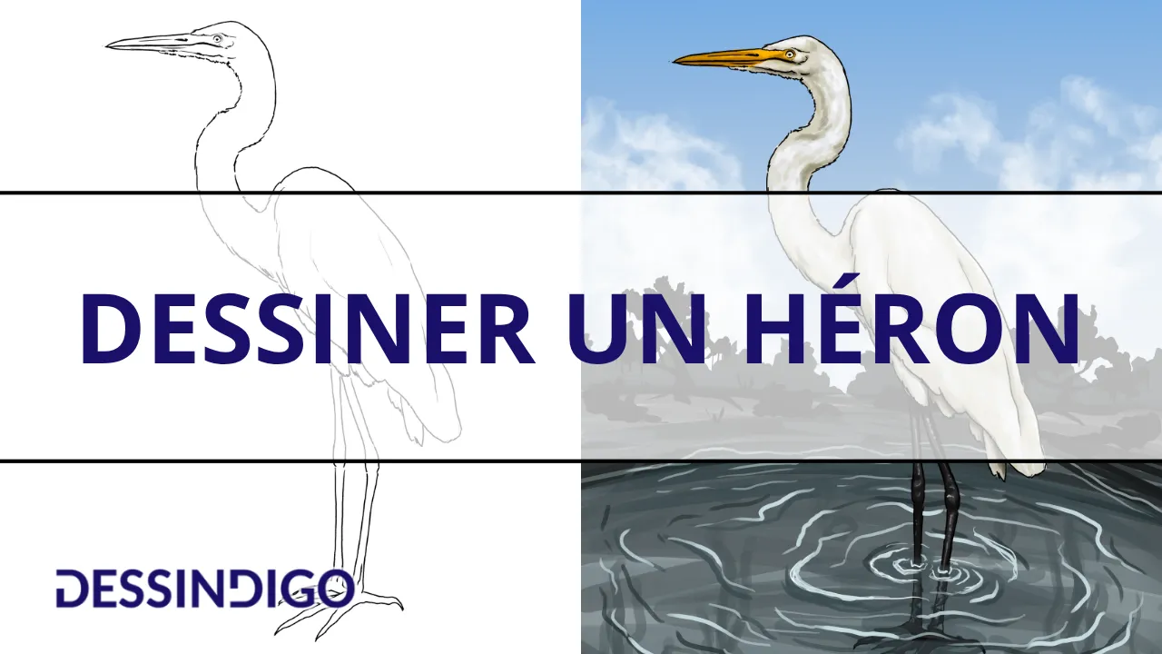 Dessiner un héron