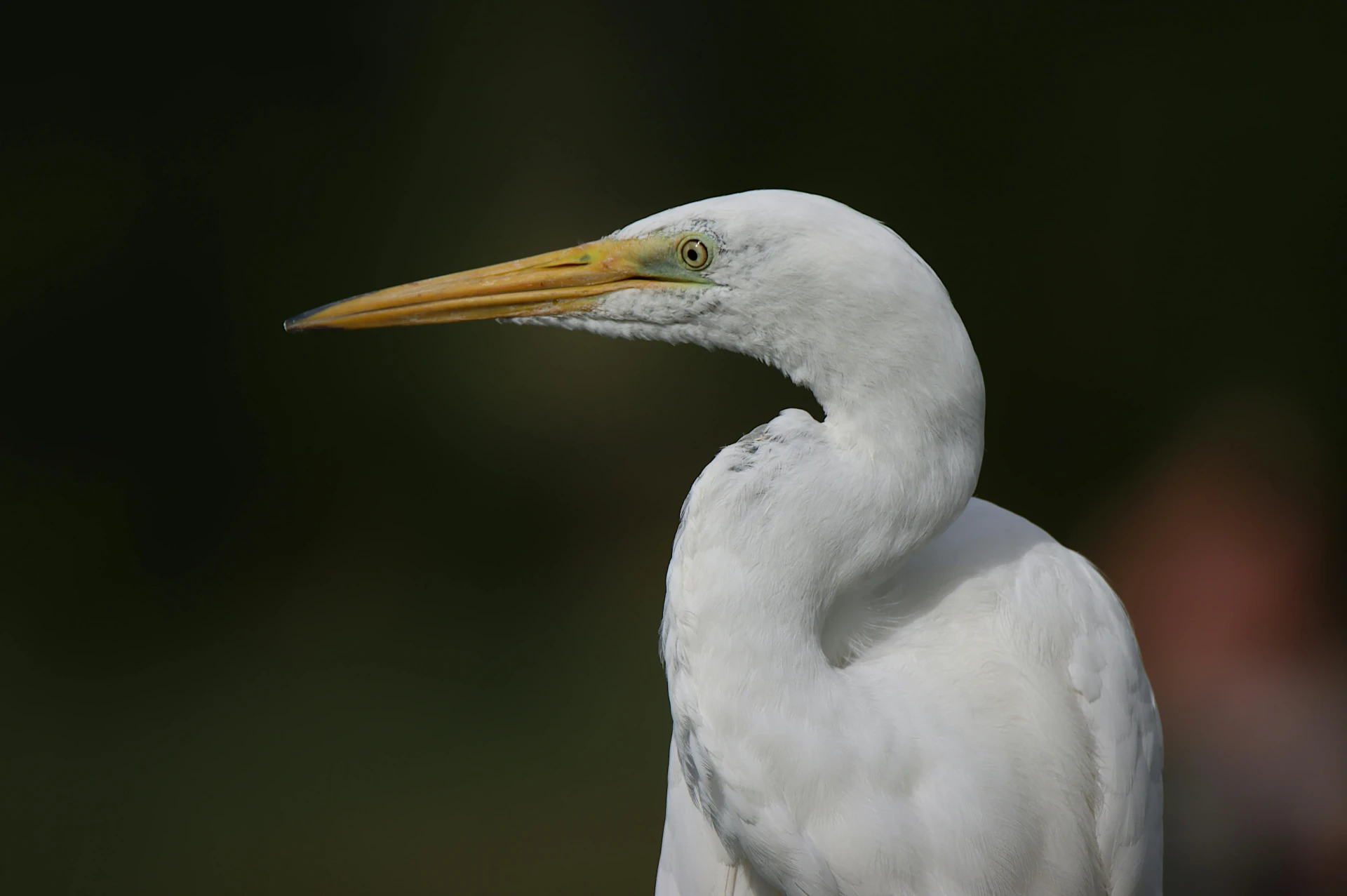 image d’un héron blanc