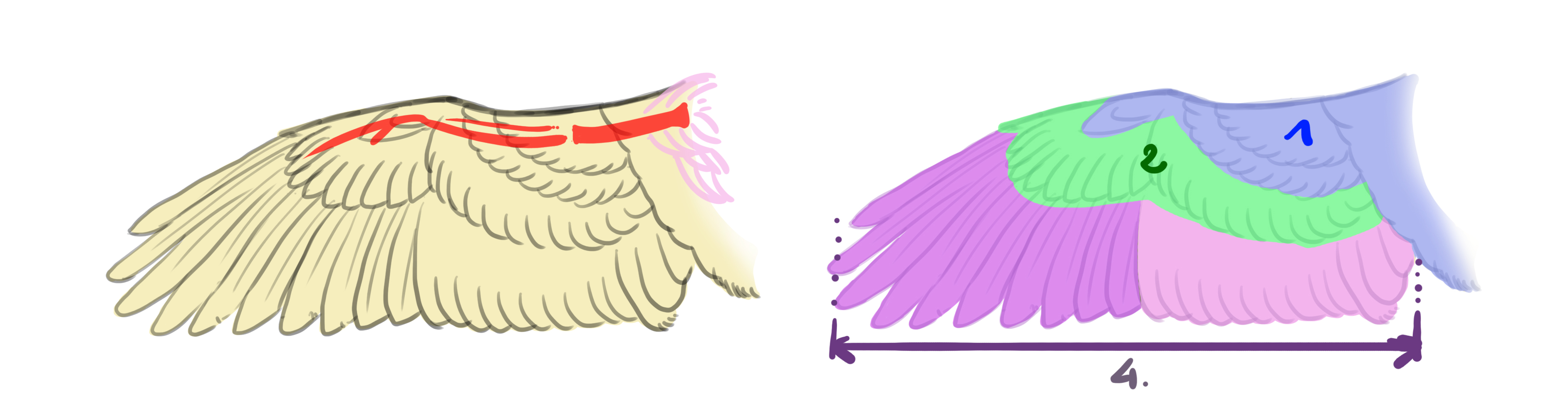 schéma dessiné détaillant la structure des ailes du hibou